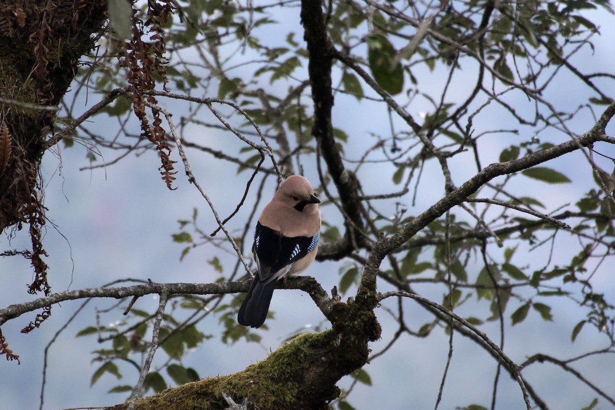 Eurasian Jay - ML646764363