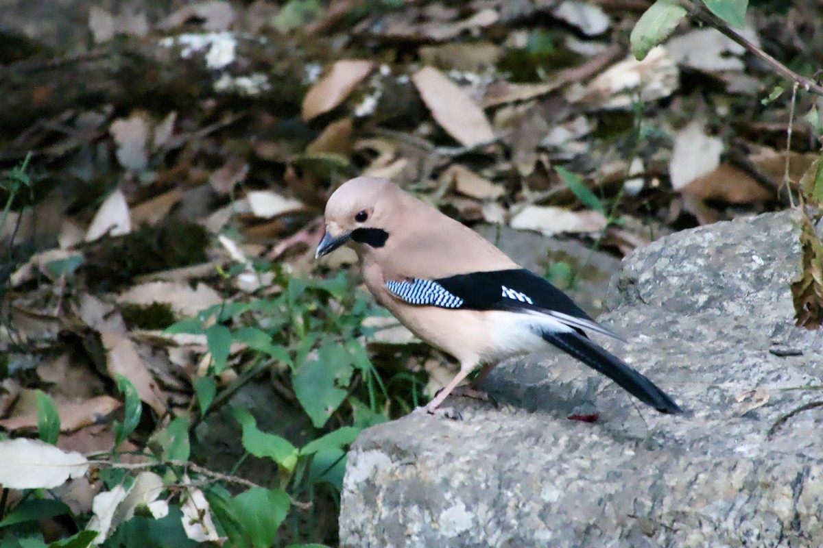 Eurasian Jay - ML646764364