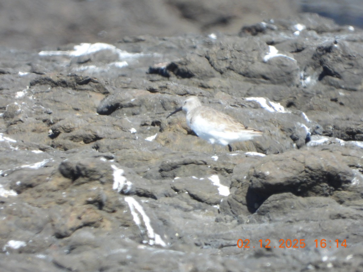 Correlimos Zarapitín - ML646764367