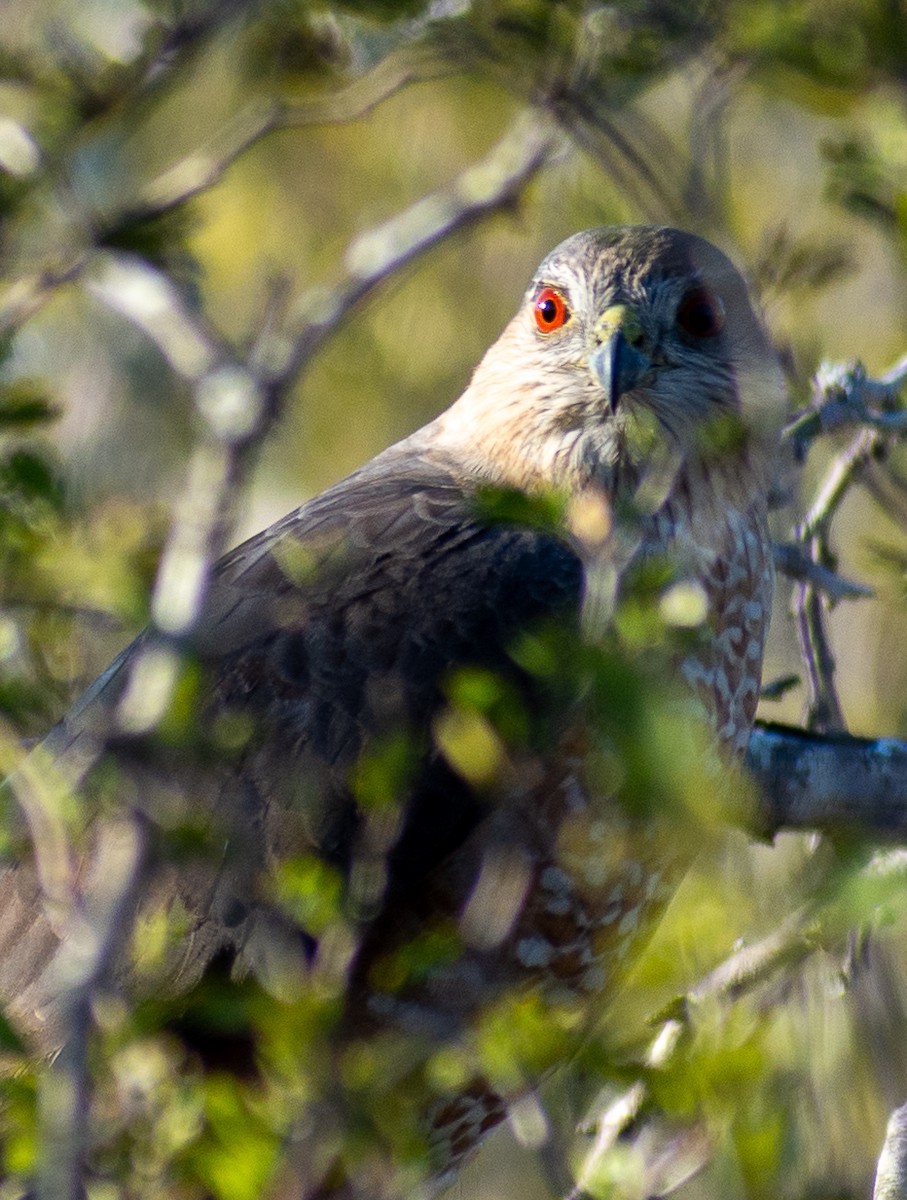 Cooper's Hawk - ML646764368