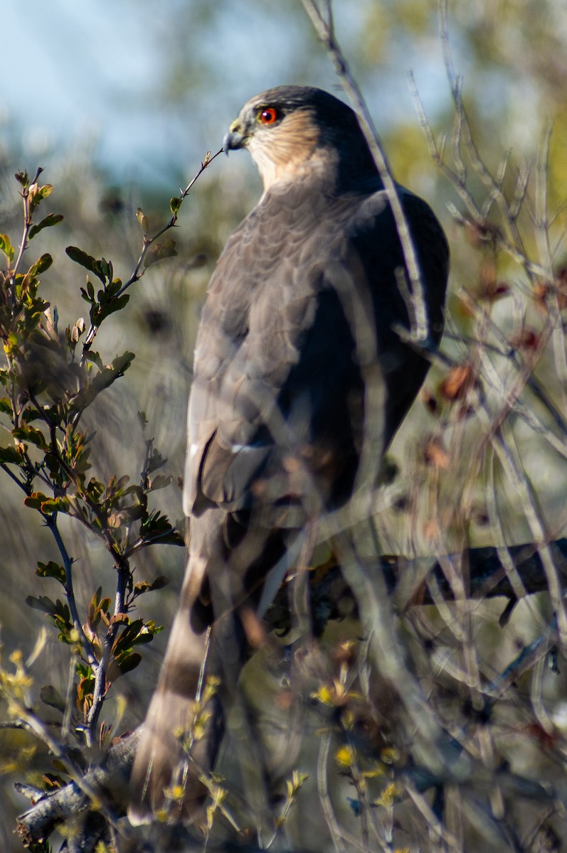 Cooper's Hawk - ML646764371