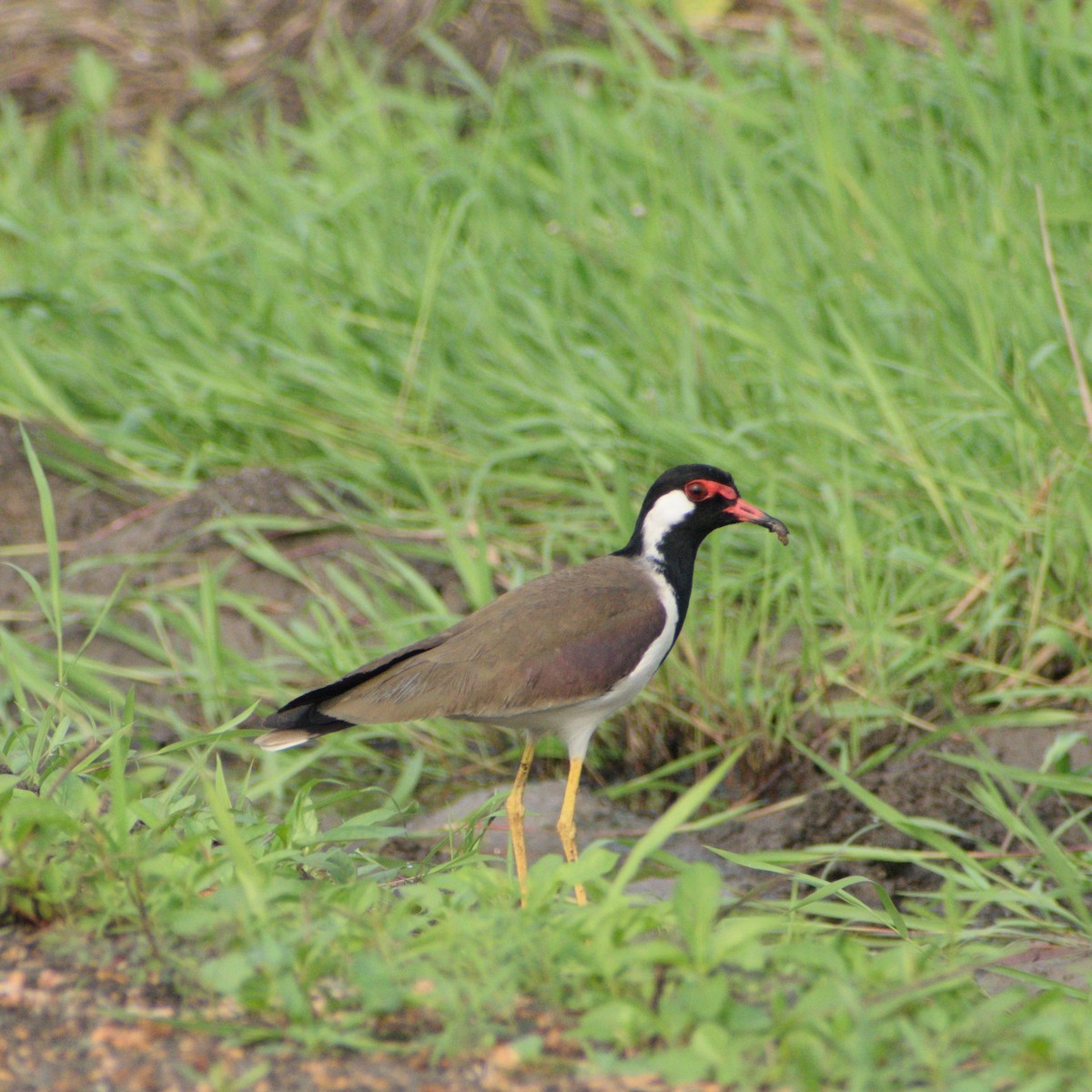 Red-wattled Lapwing - ML646764373