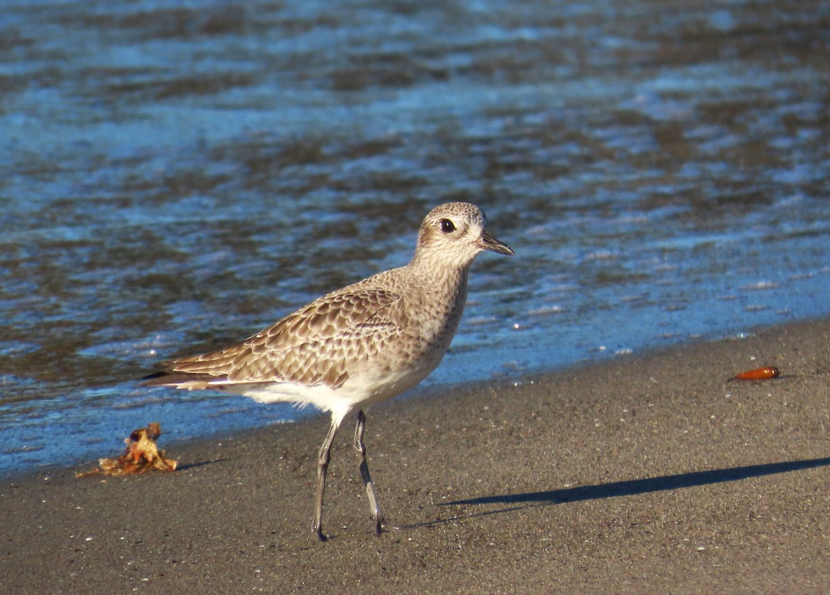 Буурал сүвээ цагаан - ML646764374