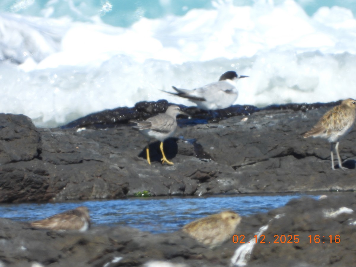 Playero Siberiano - ML646764379