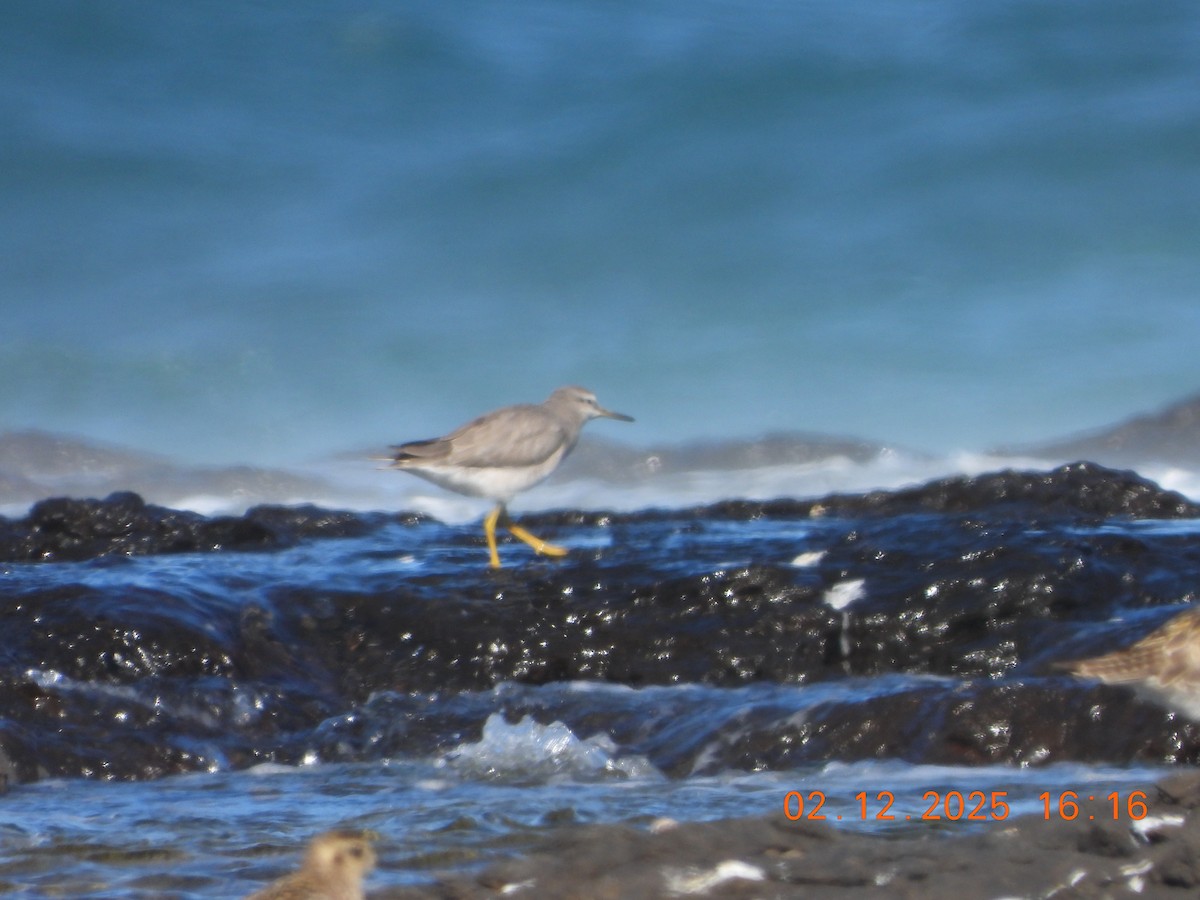Playero Siberiano - ML646764380