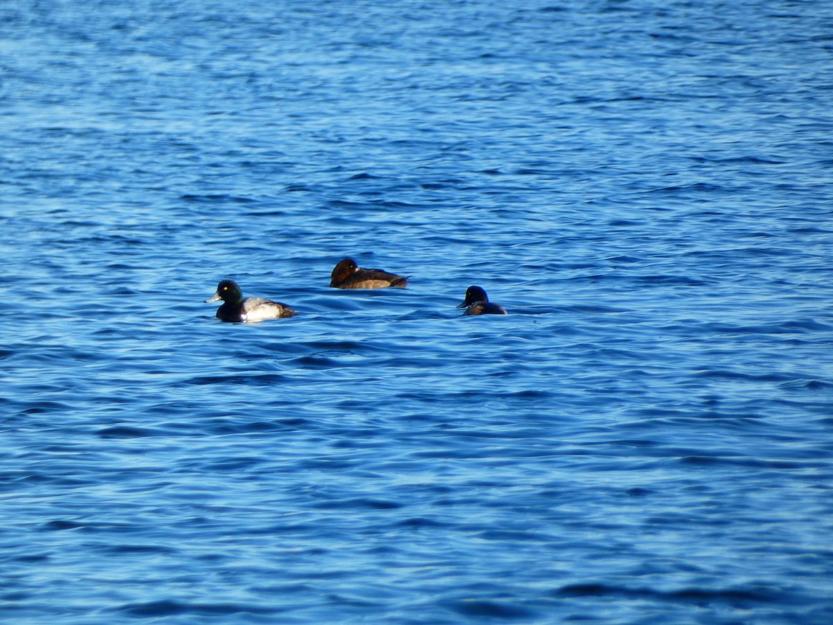 Fuligule milouinan - ML646764381