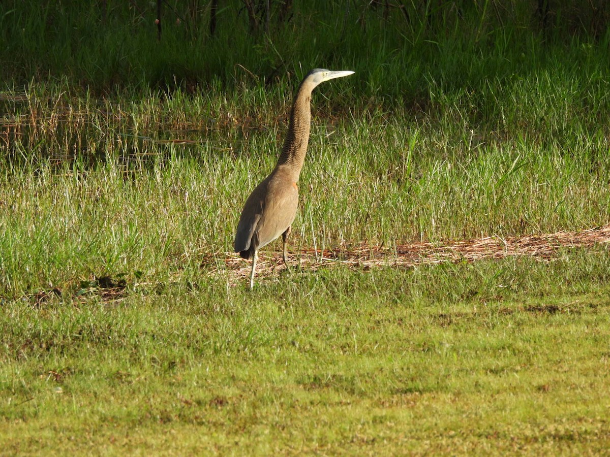 Bare-throated Tiger-Heron - ML646764384