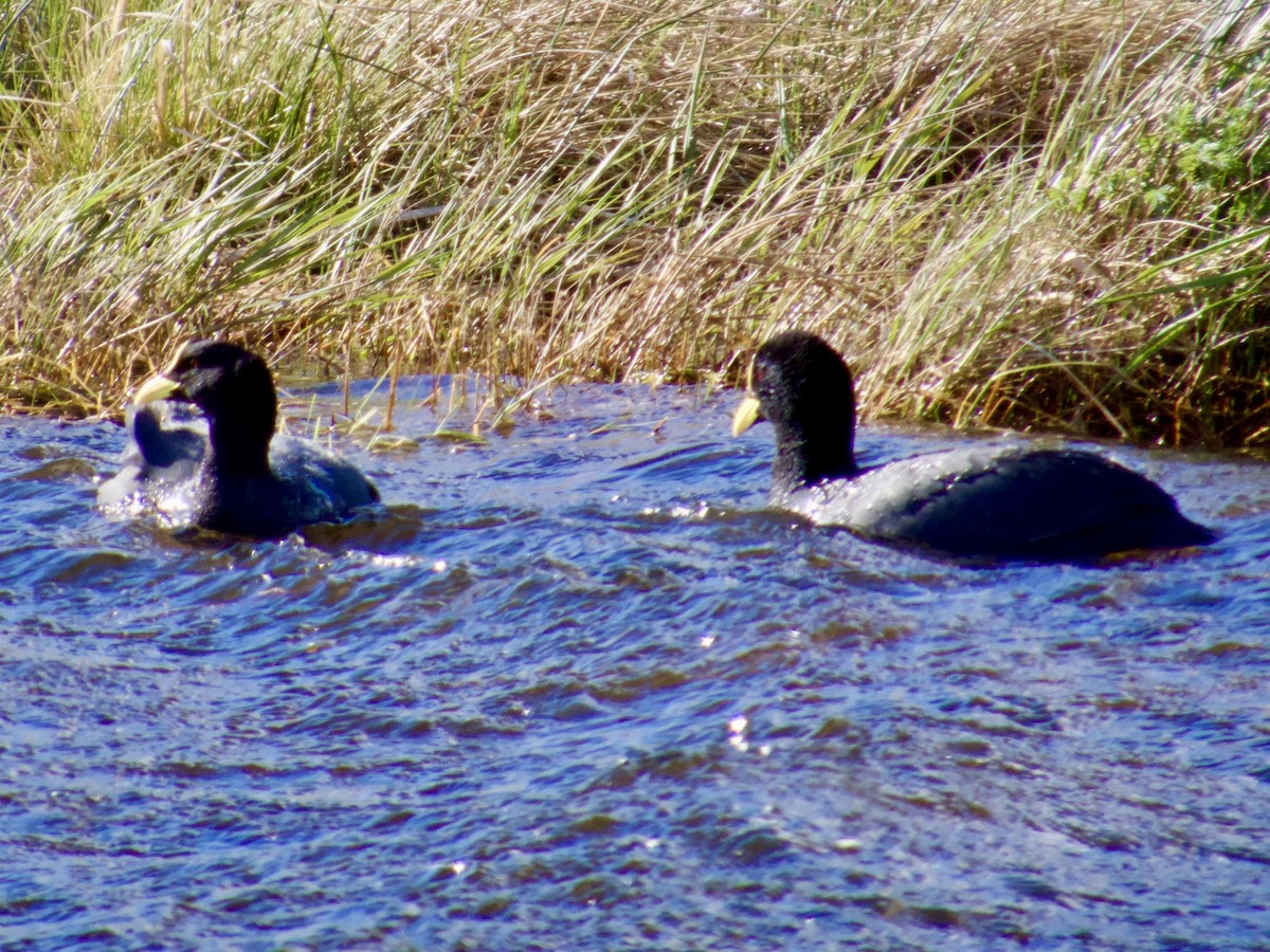 Red-gartered Coot - ML646764385