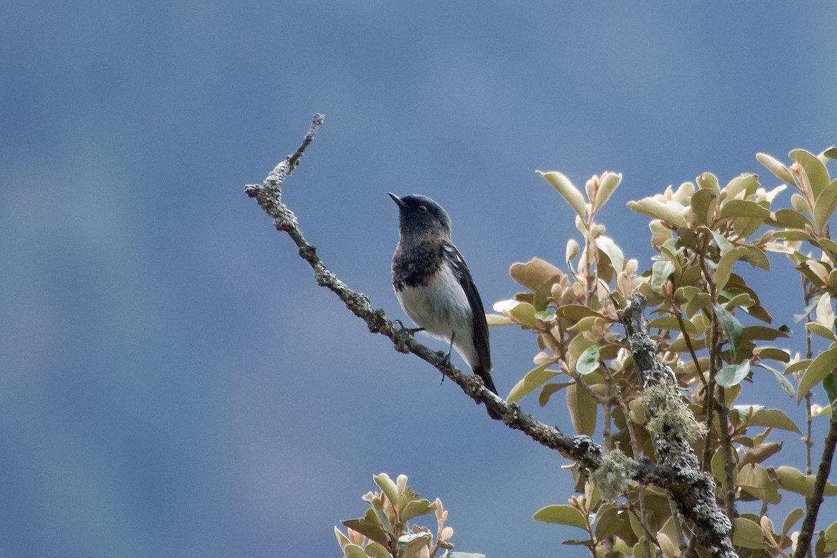 Blue-capped Redstart - ML646764387