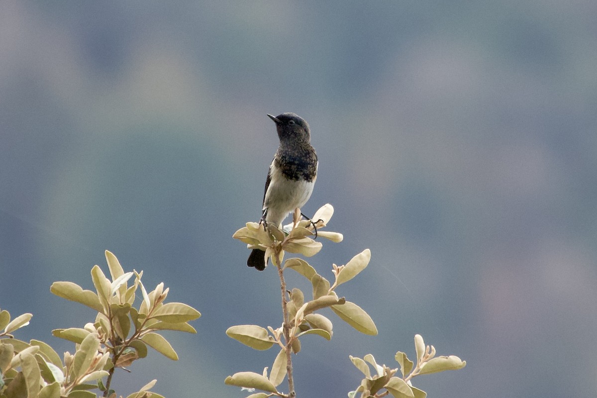 Blue-capped Redstart - ML646764389
