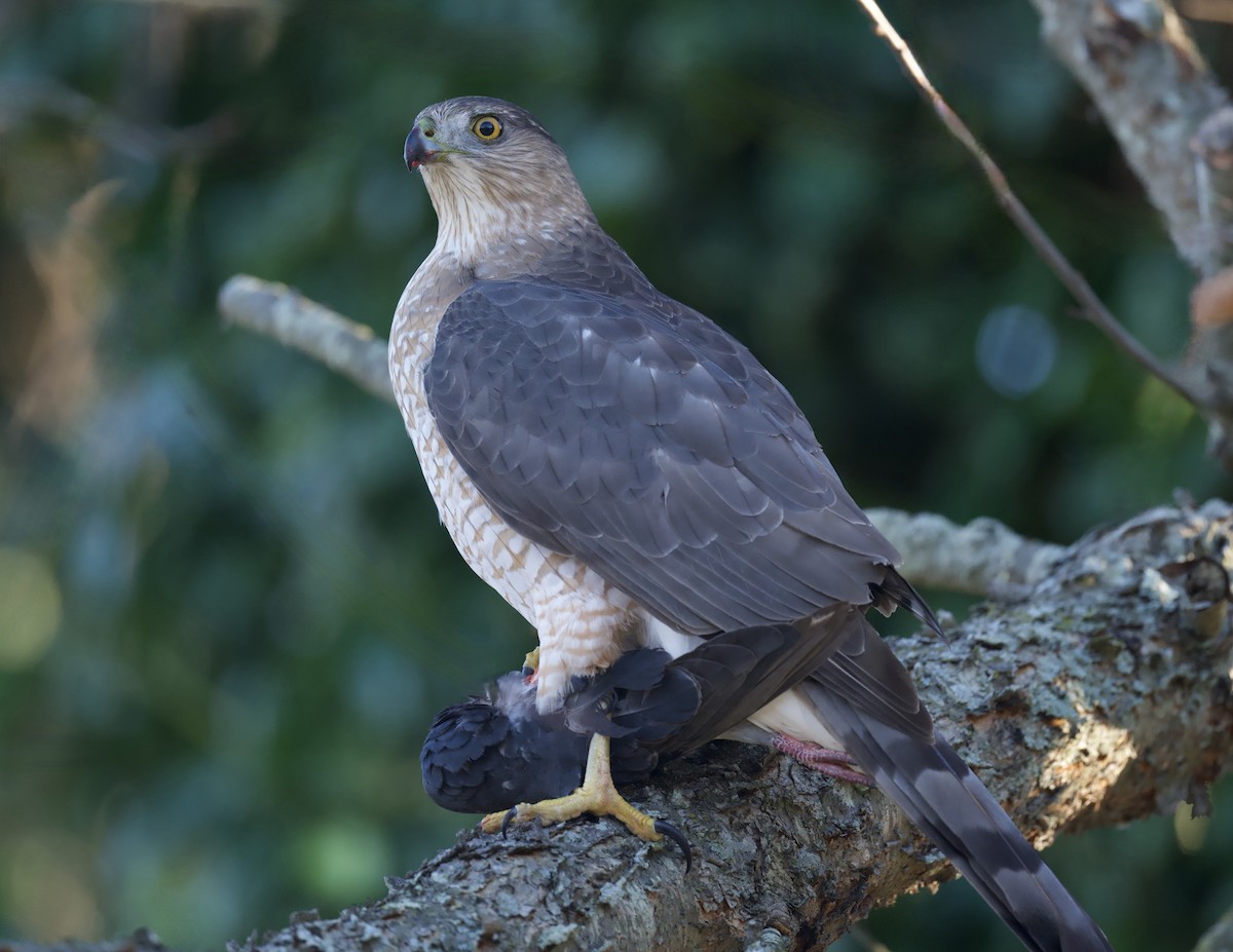 Cooper's Hawk - ML646764390
