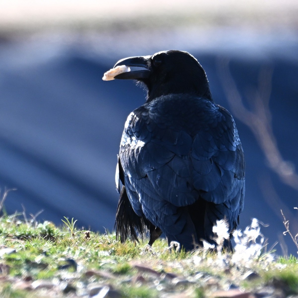 Common Raven - ML646764391