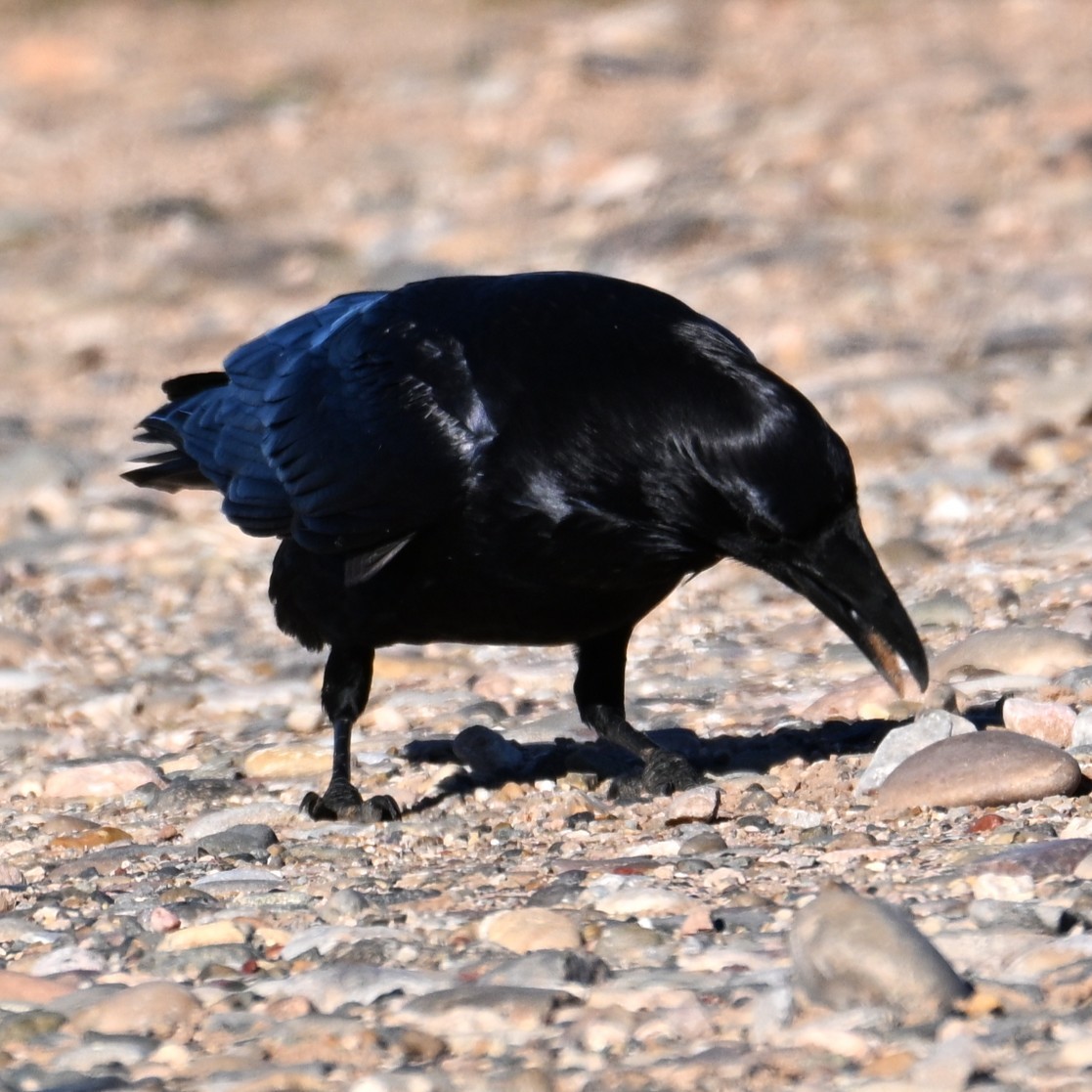 Common Raven - ML646764392
