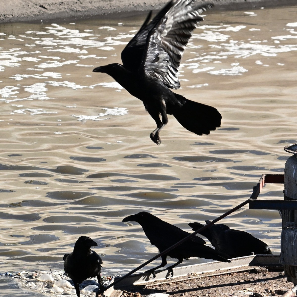 Common Raven - ML646764394