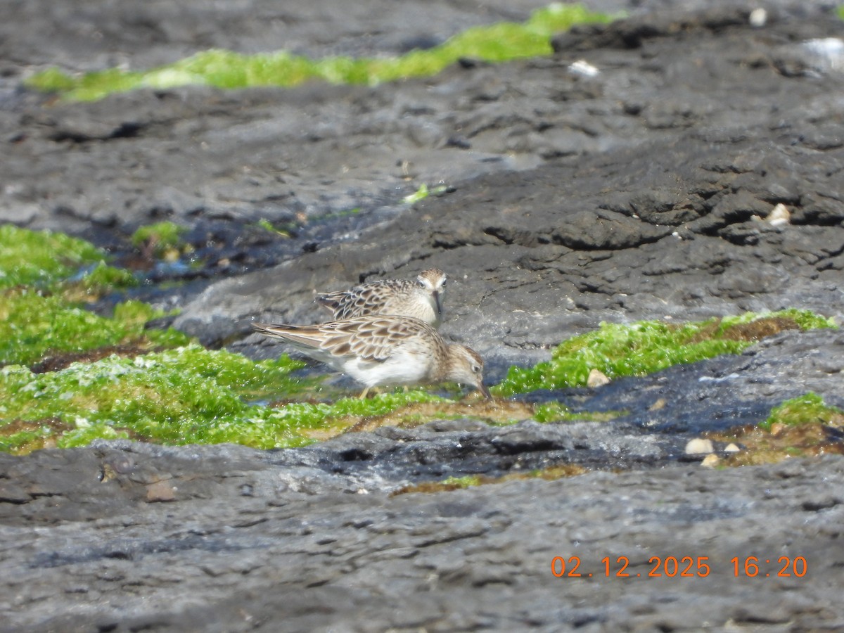 Correlimos Acuminado - ML646764400