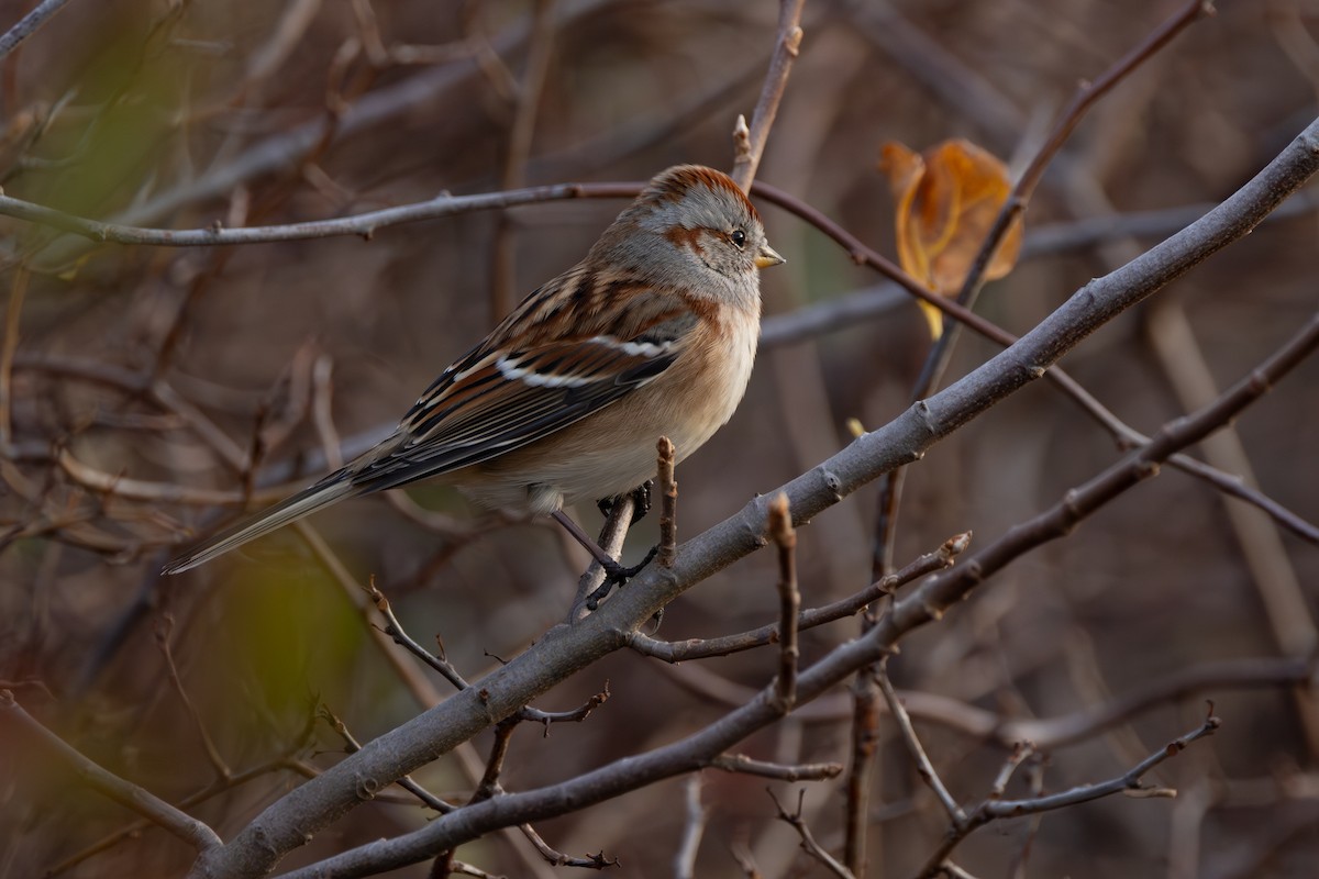 American Tree Sparrow - ML646764401