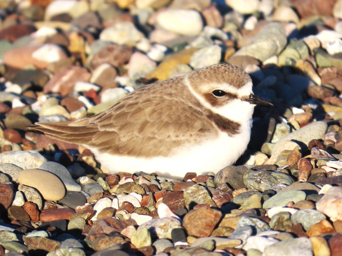 Snowy Plover - ML646764402