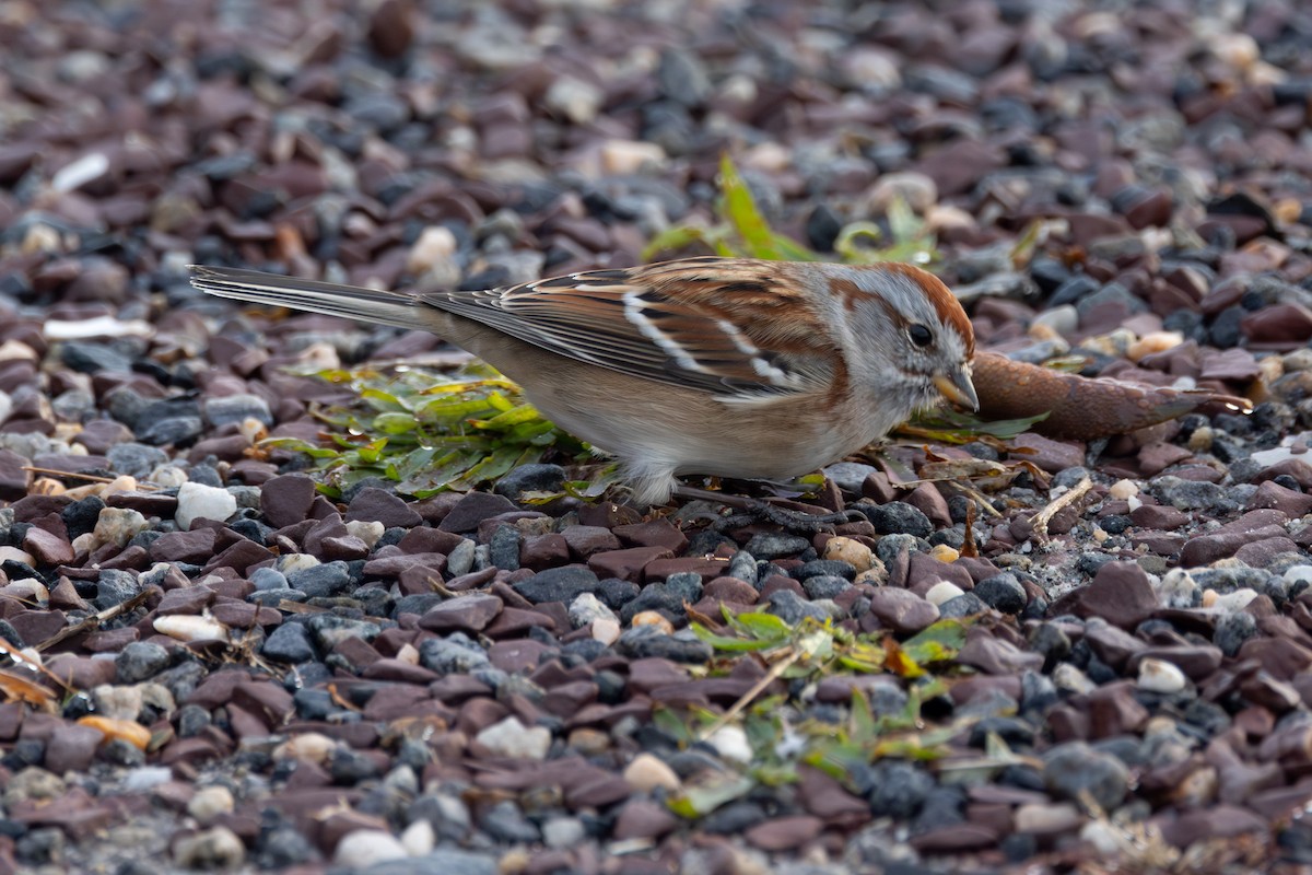 American Tree Sparrow - ML646764405