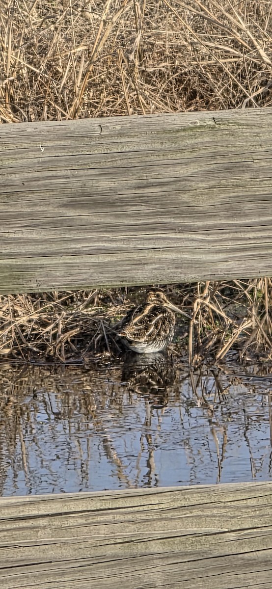 Wilson's Snipe - ML646764406