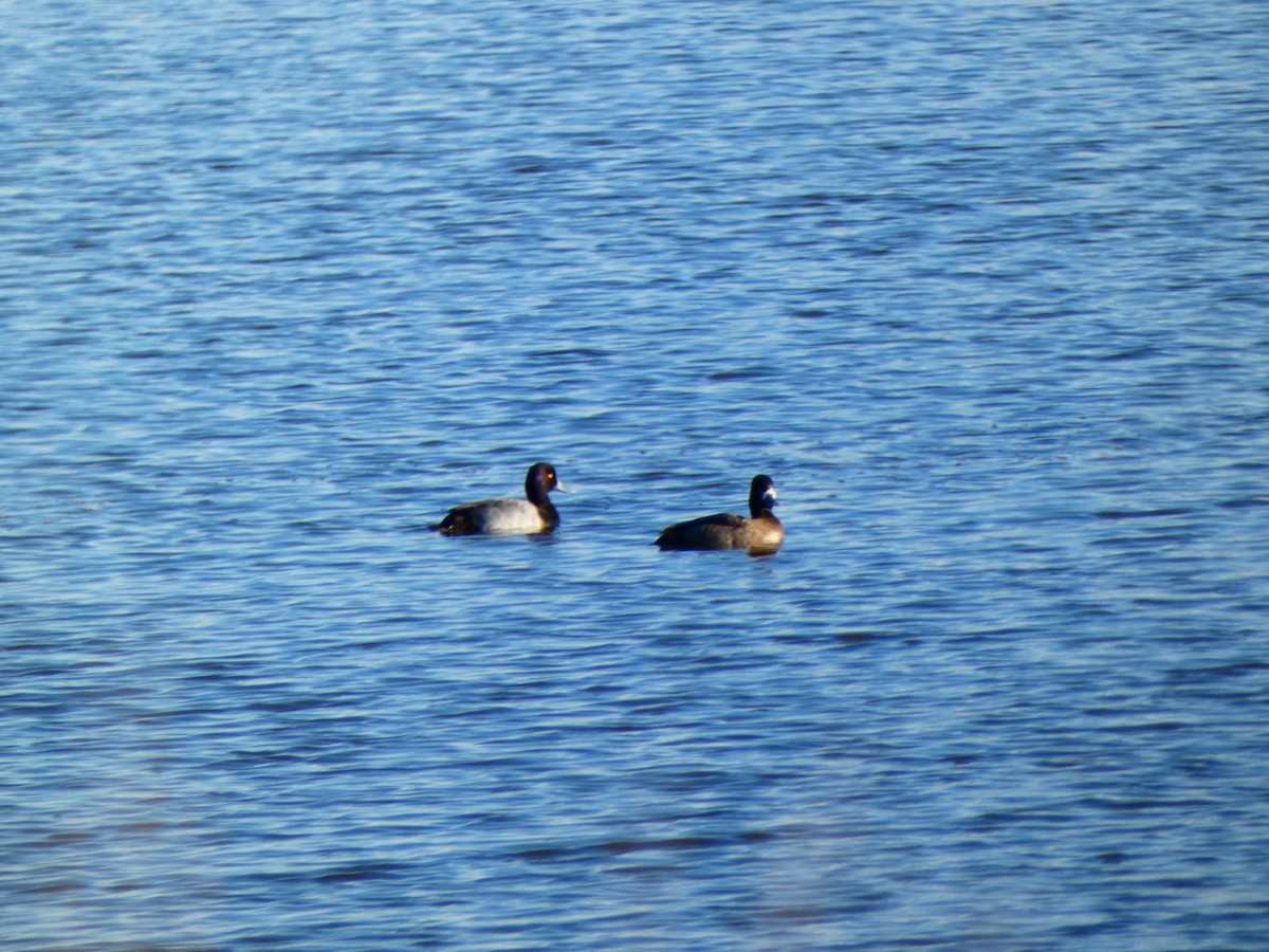 Lesser Scaup - ML646764410