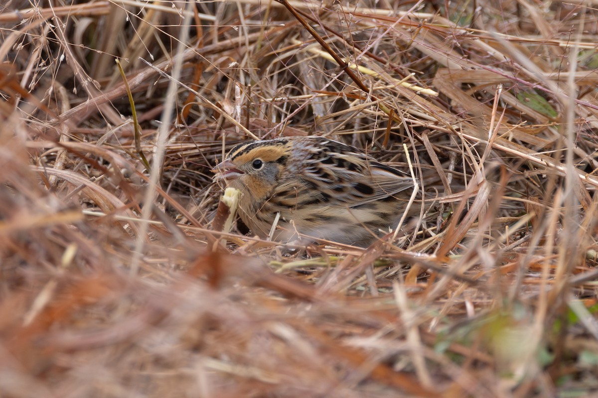 LeConte's Sparrow - ML646764412