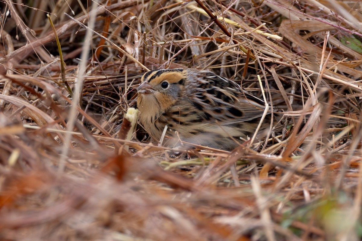 LeConte's Sparrow - ML646764413