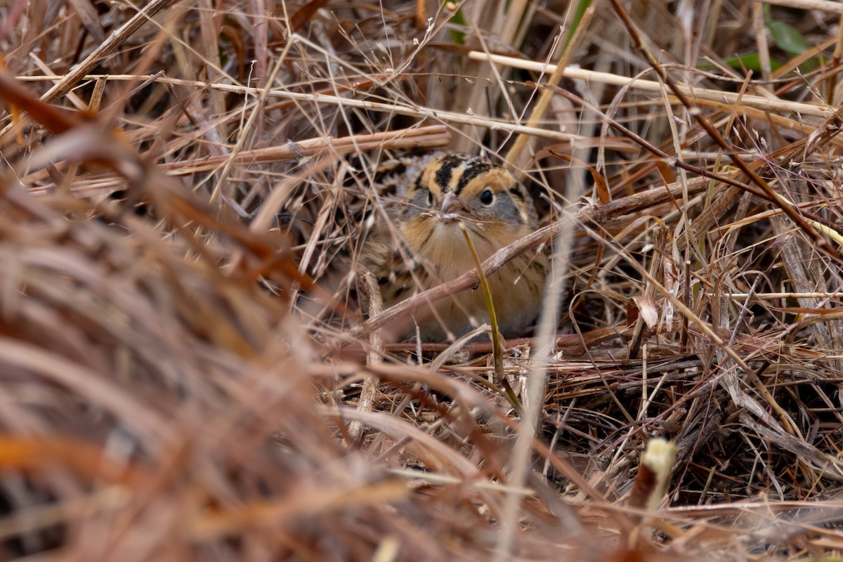 LeConte's Sparrow - ML646764415