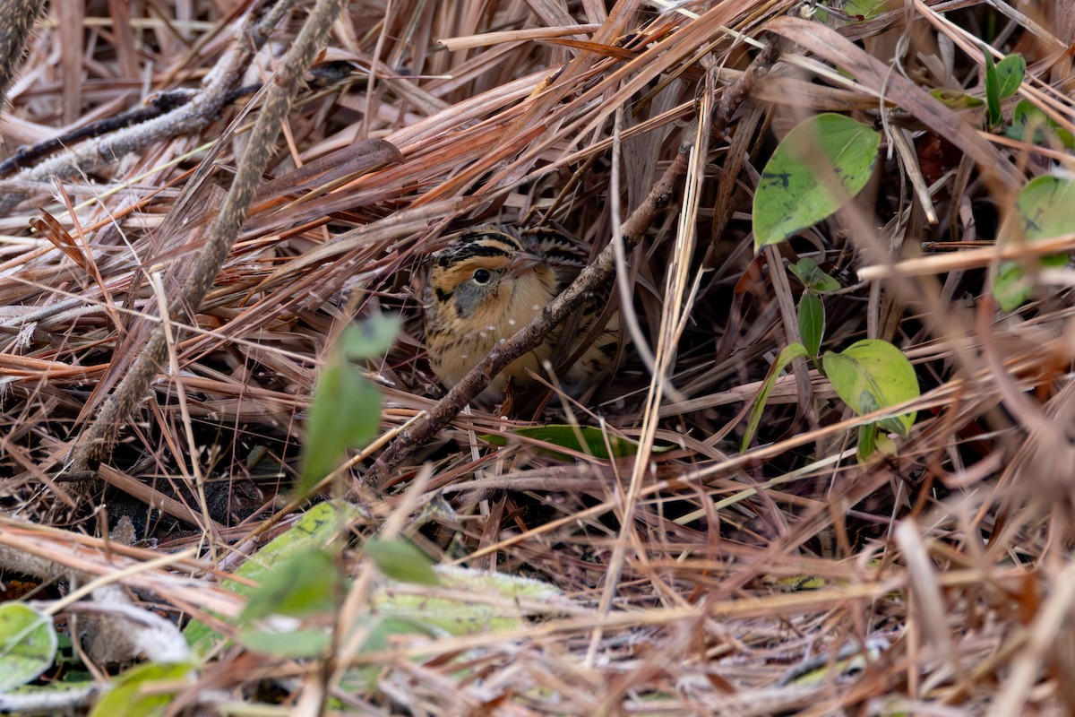 LeConte's Sparrow - ML646764416