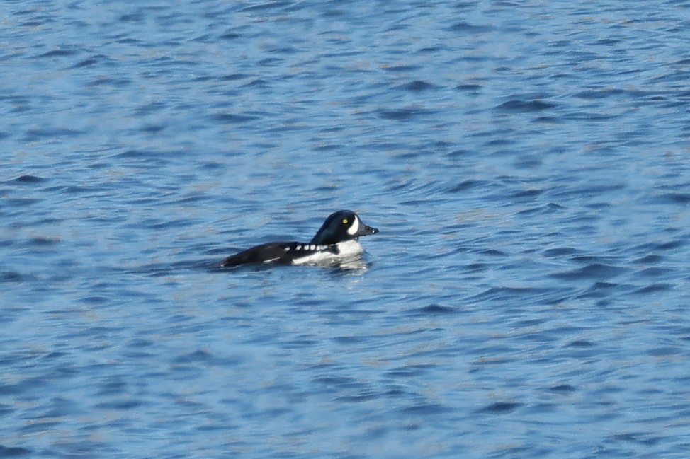 Murgilari islandiarra - ML646764417