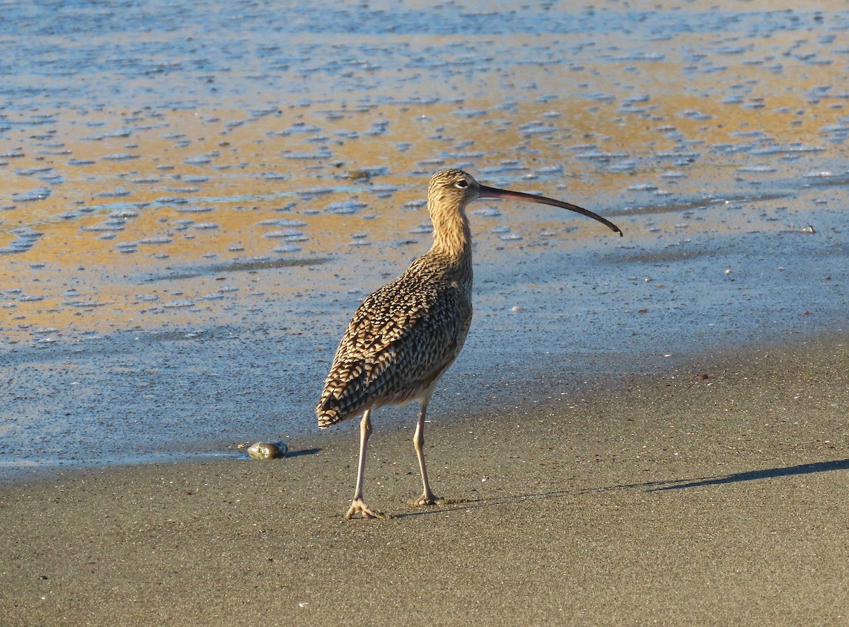 Long-billed Curlew - ML646764420