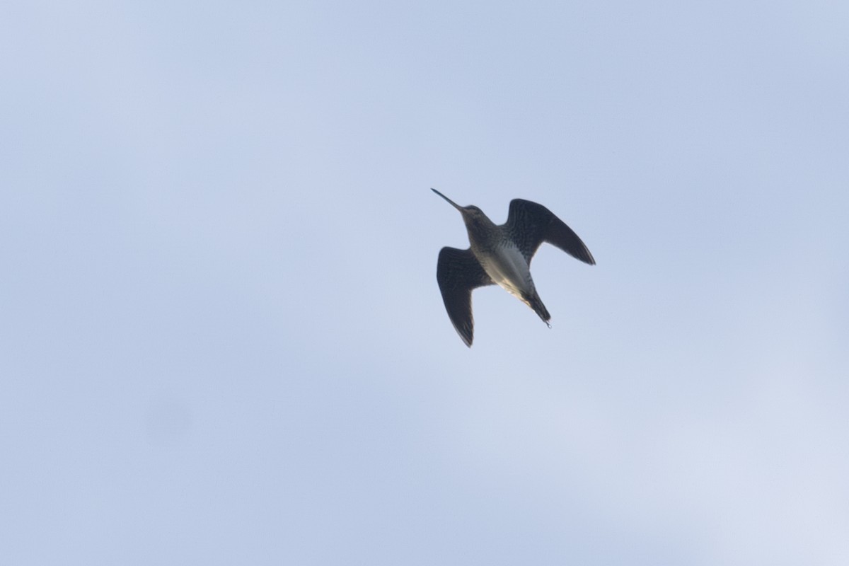 Wilson's Snipe - ML646764423