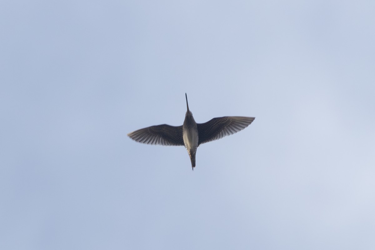 Wilson's Snipe - ML646764424