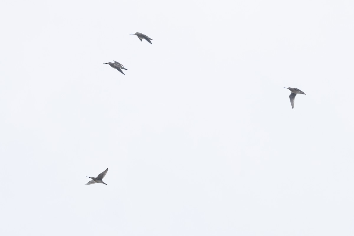 Kuliska oilagorra - ML646764427