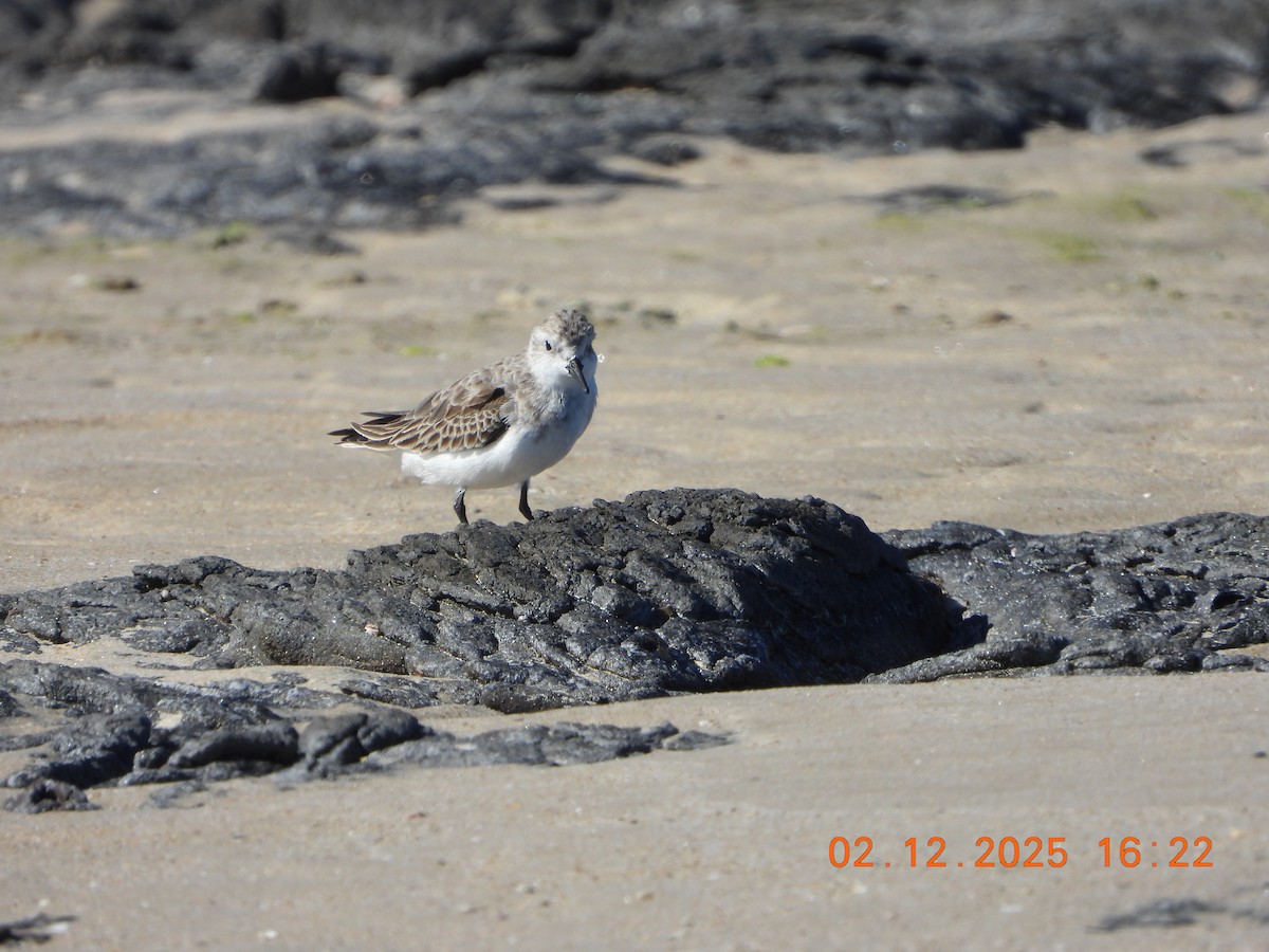 Correlimos Cuellirrojo - ML646764428