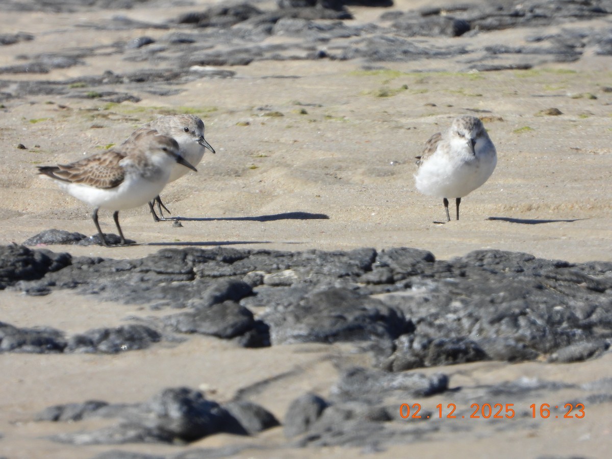 Correlimos Cuellirrojo - ML646764432