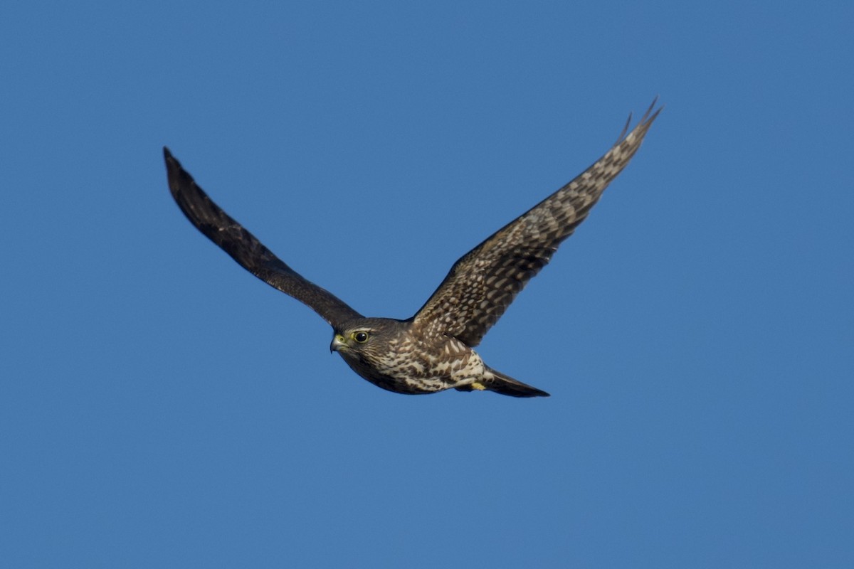 Merlin - ML646764433