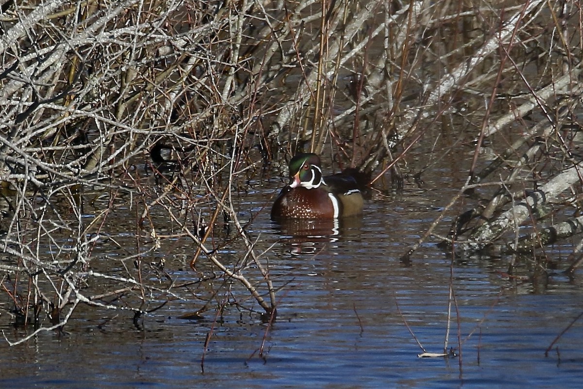 מנדרין אמריקני - ML646764434