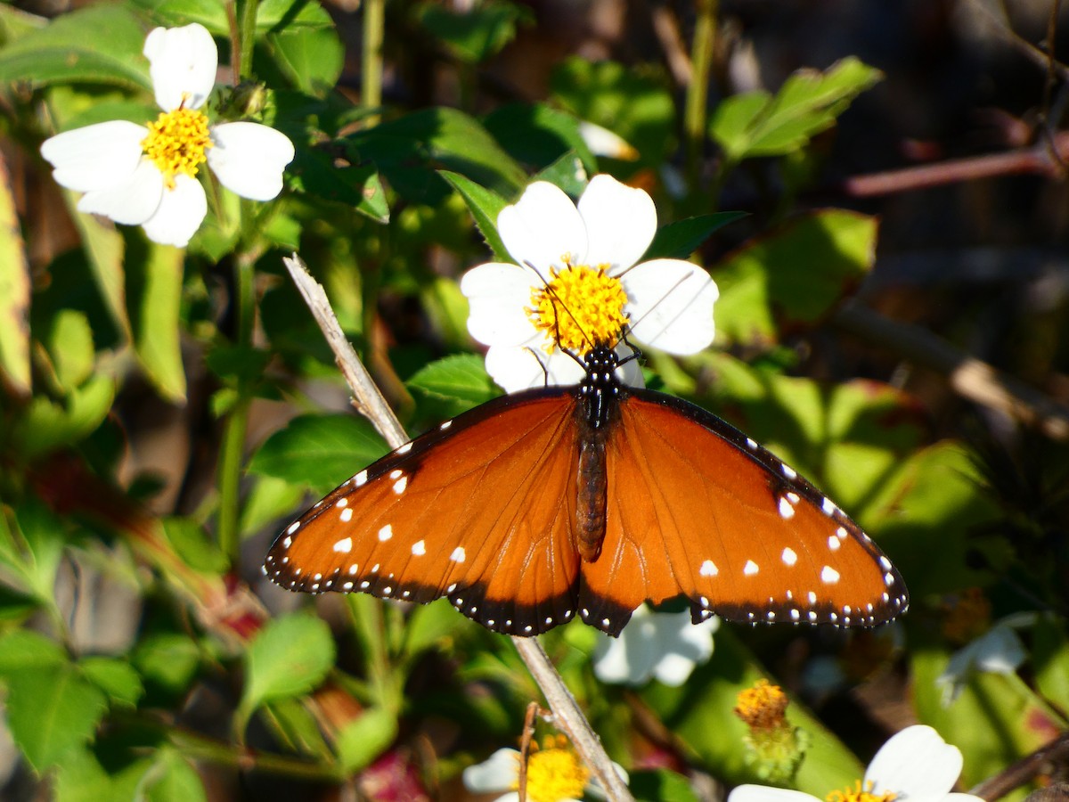 Florida Queen - ML646764435