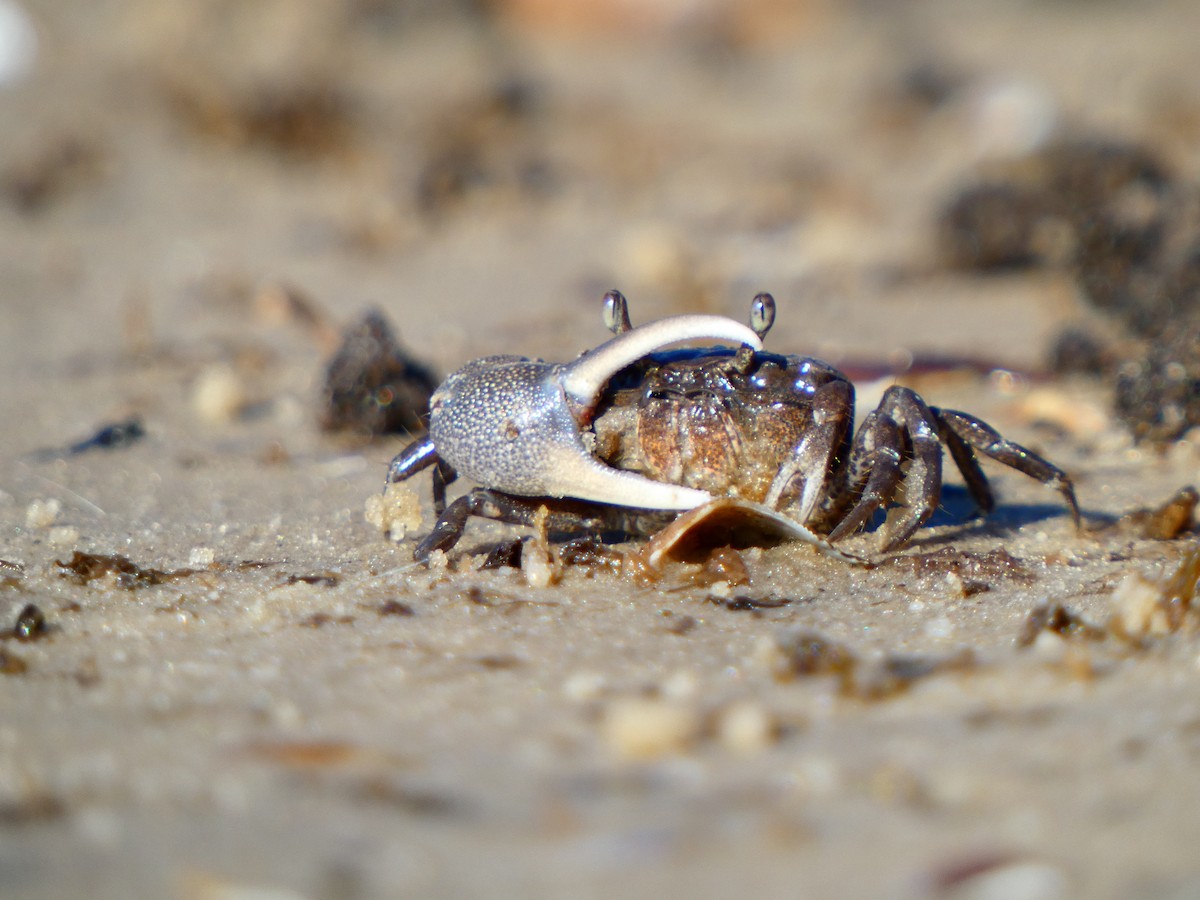 Atlantic sand fiddler - ML646764436