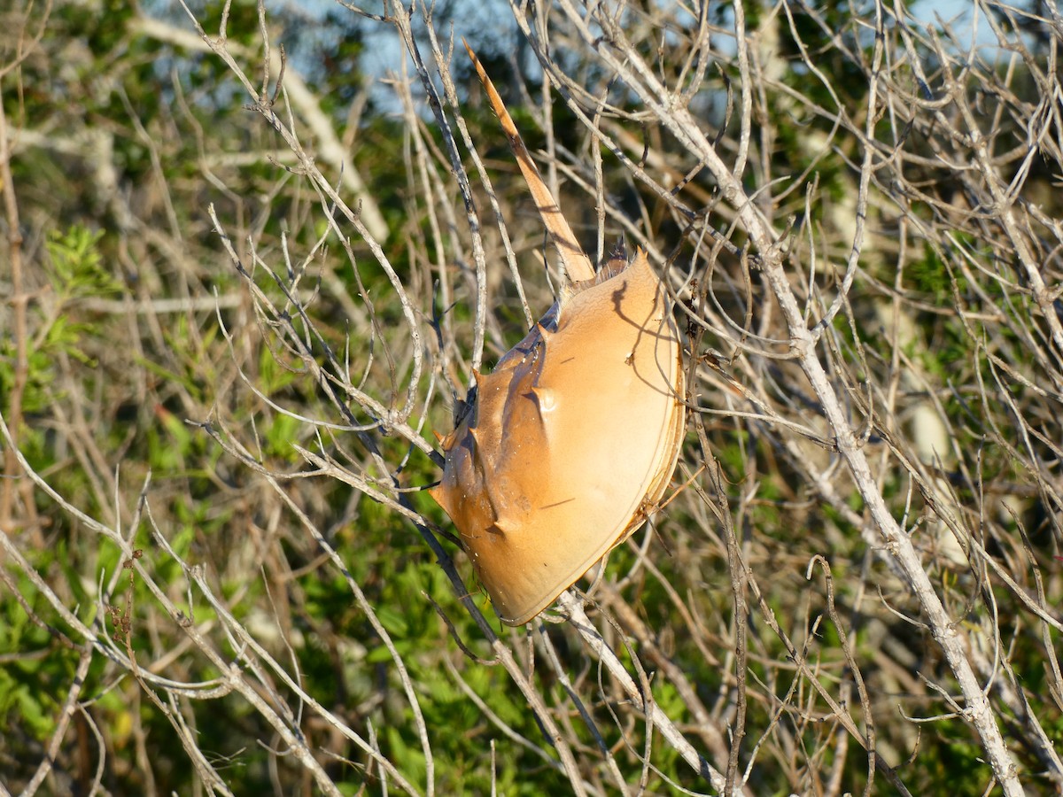 Horseshoe Crab - ML646764437