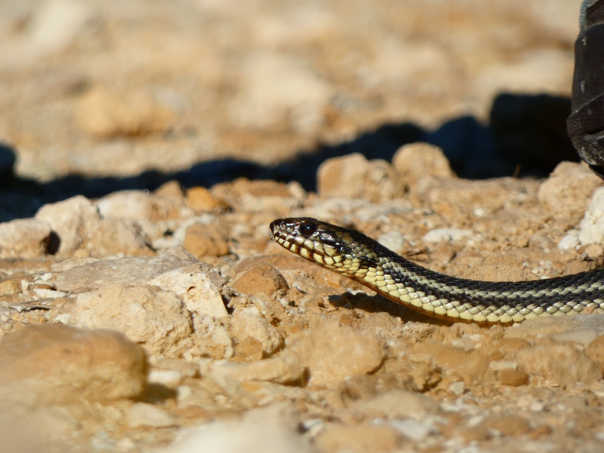 Gulf Saltmarsh Snake - ML646764438
