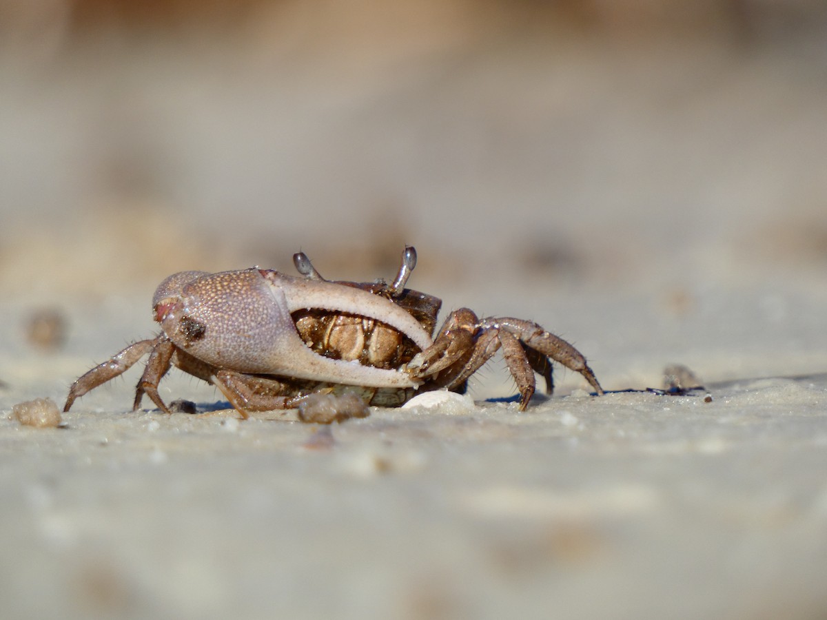 Atlantic sand fiddler - ML646764439
