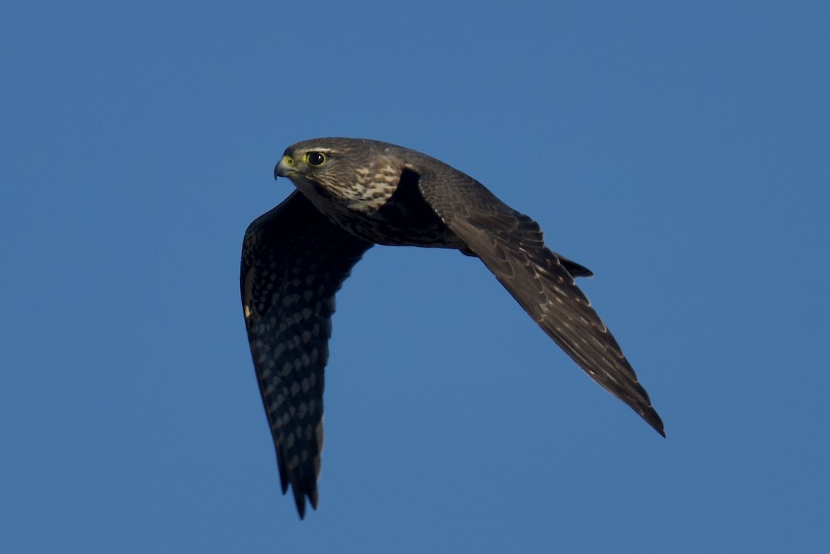 Merlin - ML646764440