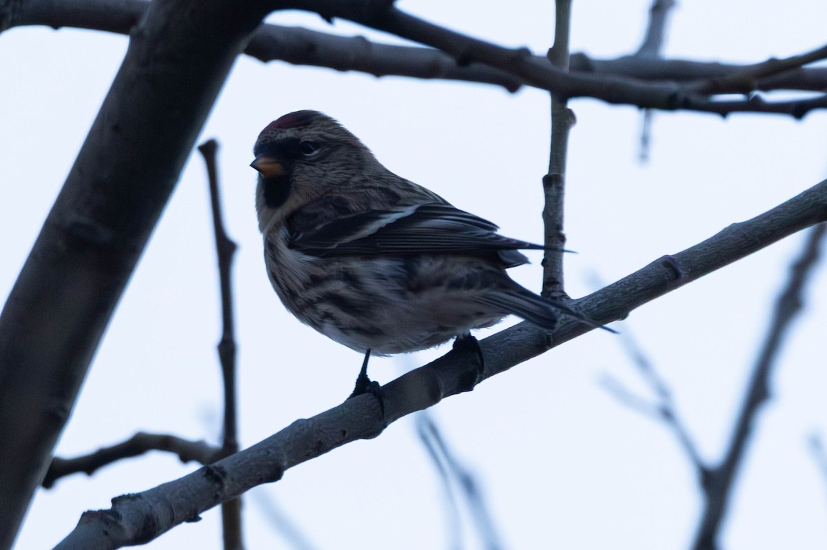 Huş İsketesi - ML646764443