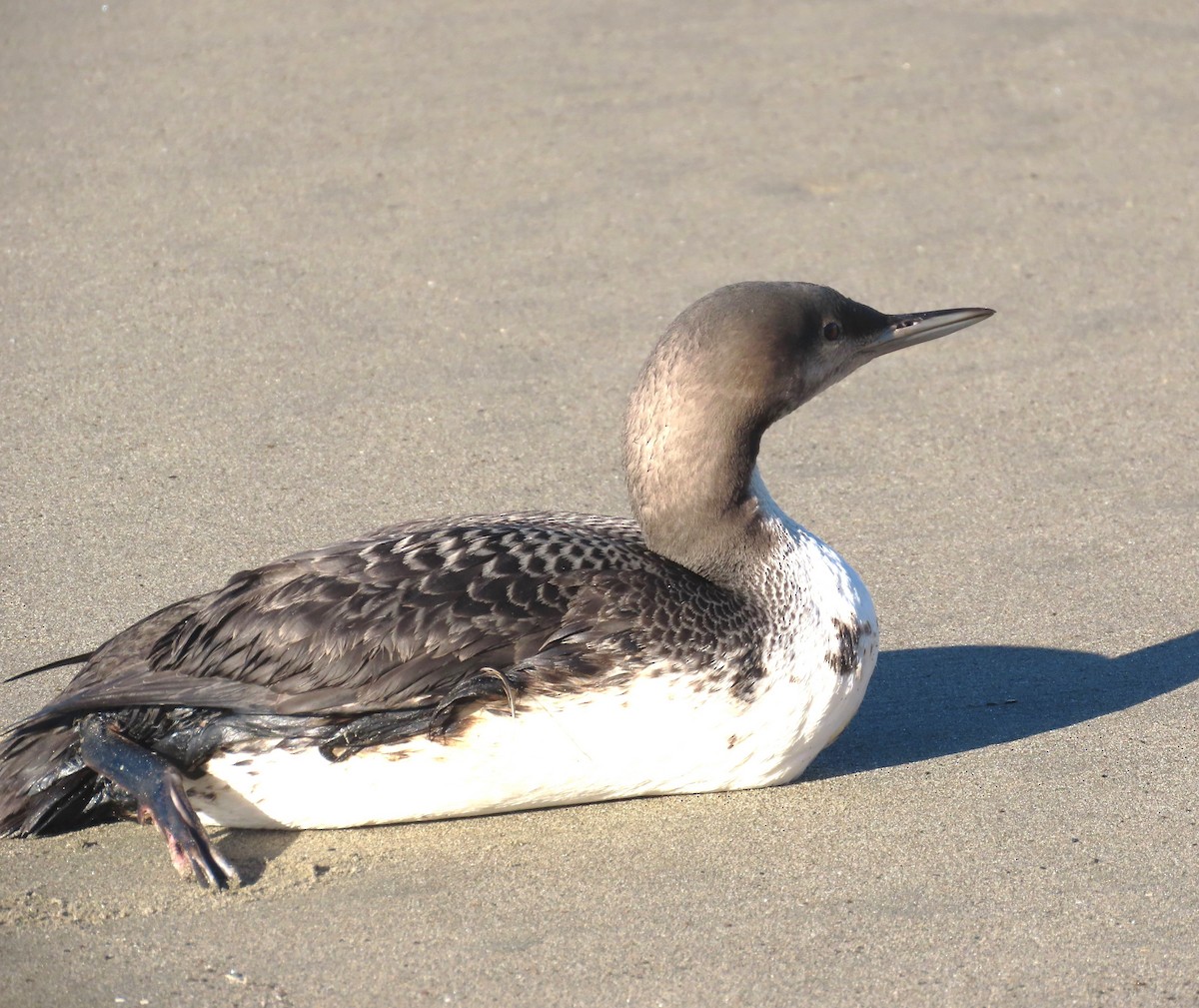 Улаан гүеэт гахууна - ML646764444