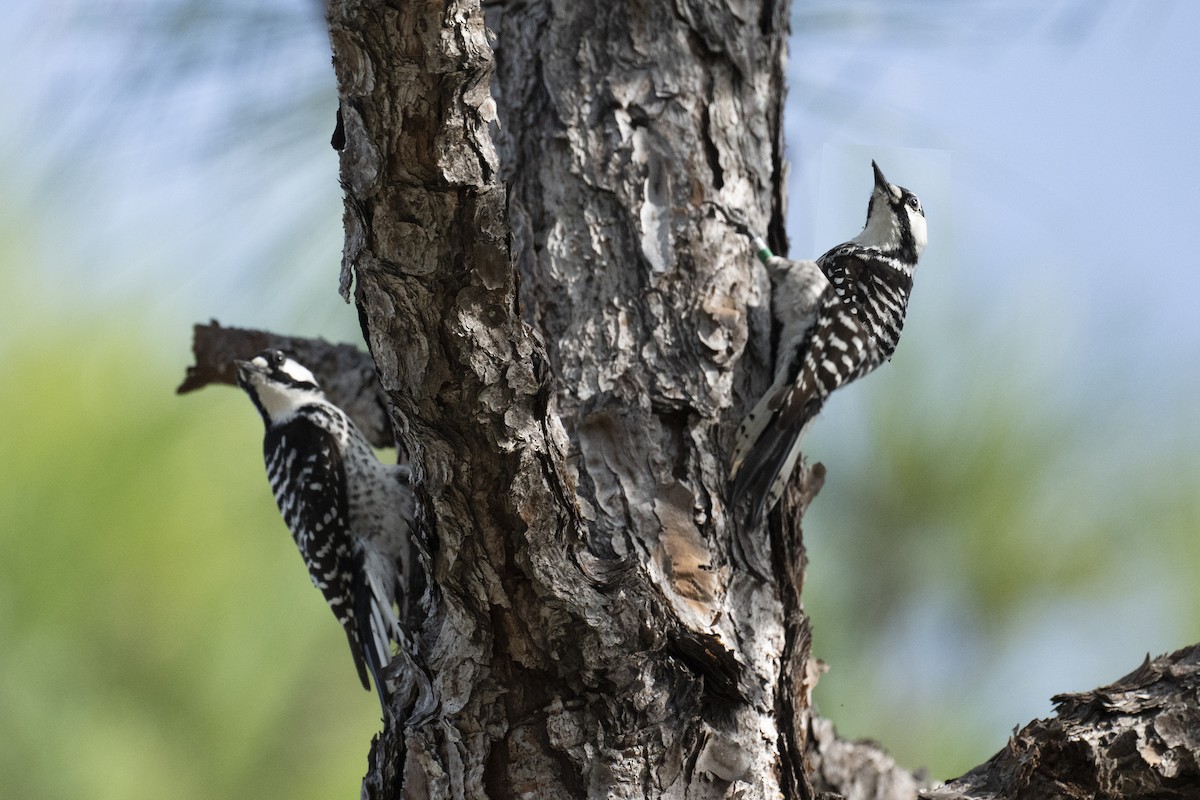 Red-cockaded Woodpecker - ML646764445