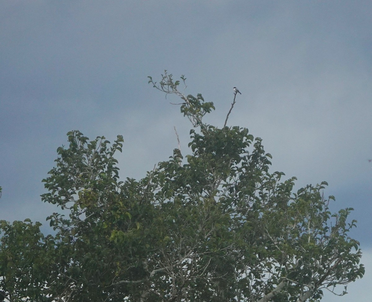 Amazonian Elaenia - ML646764447