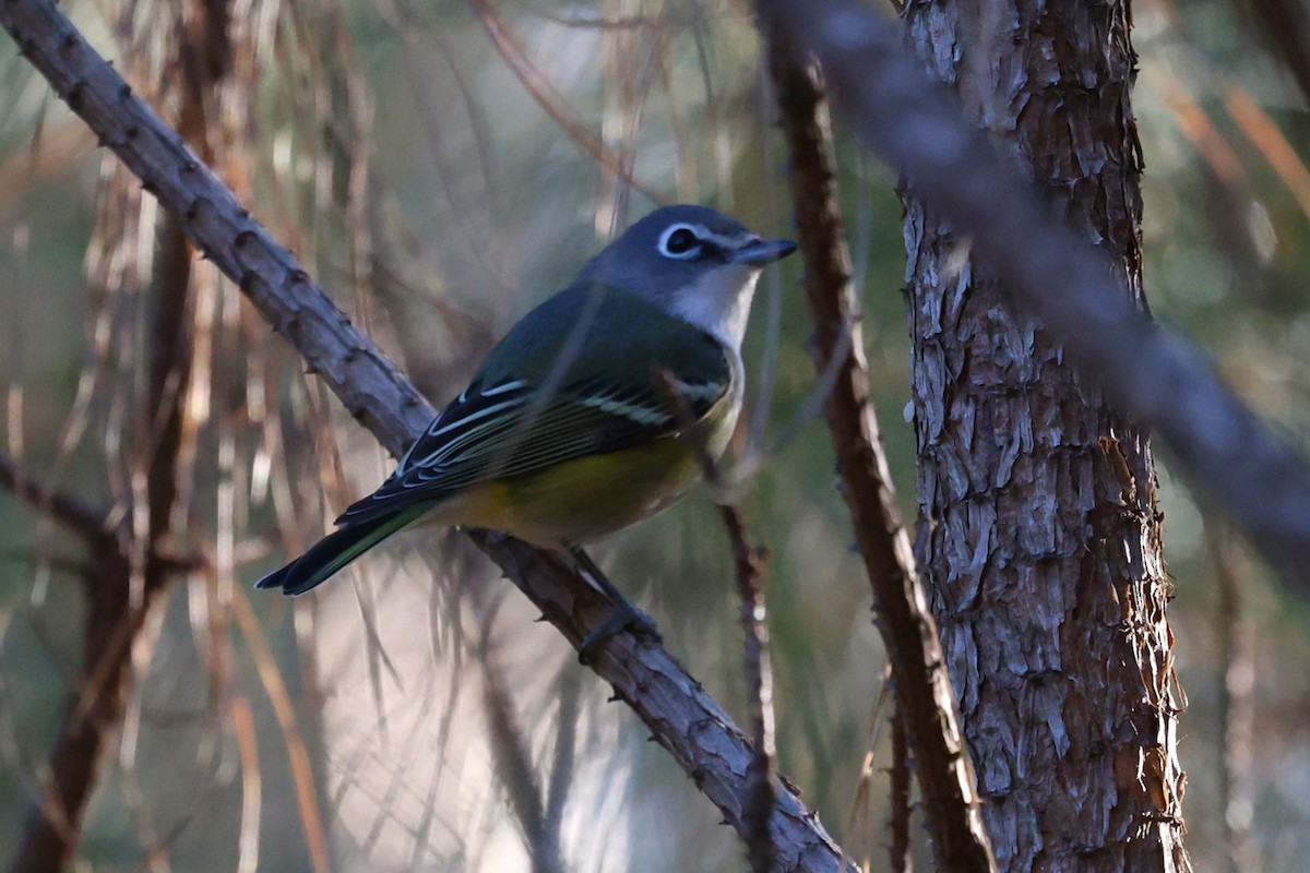 Blue-headed Vireo - ML646764449