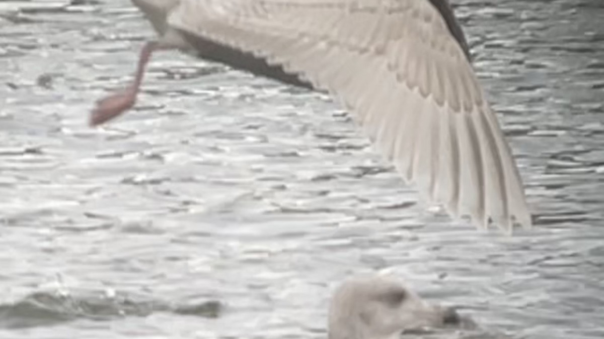 grønlandsmåke (kumlieni) - ML646764450