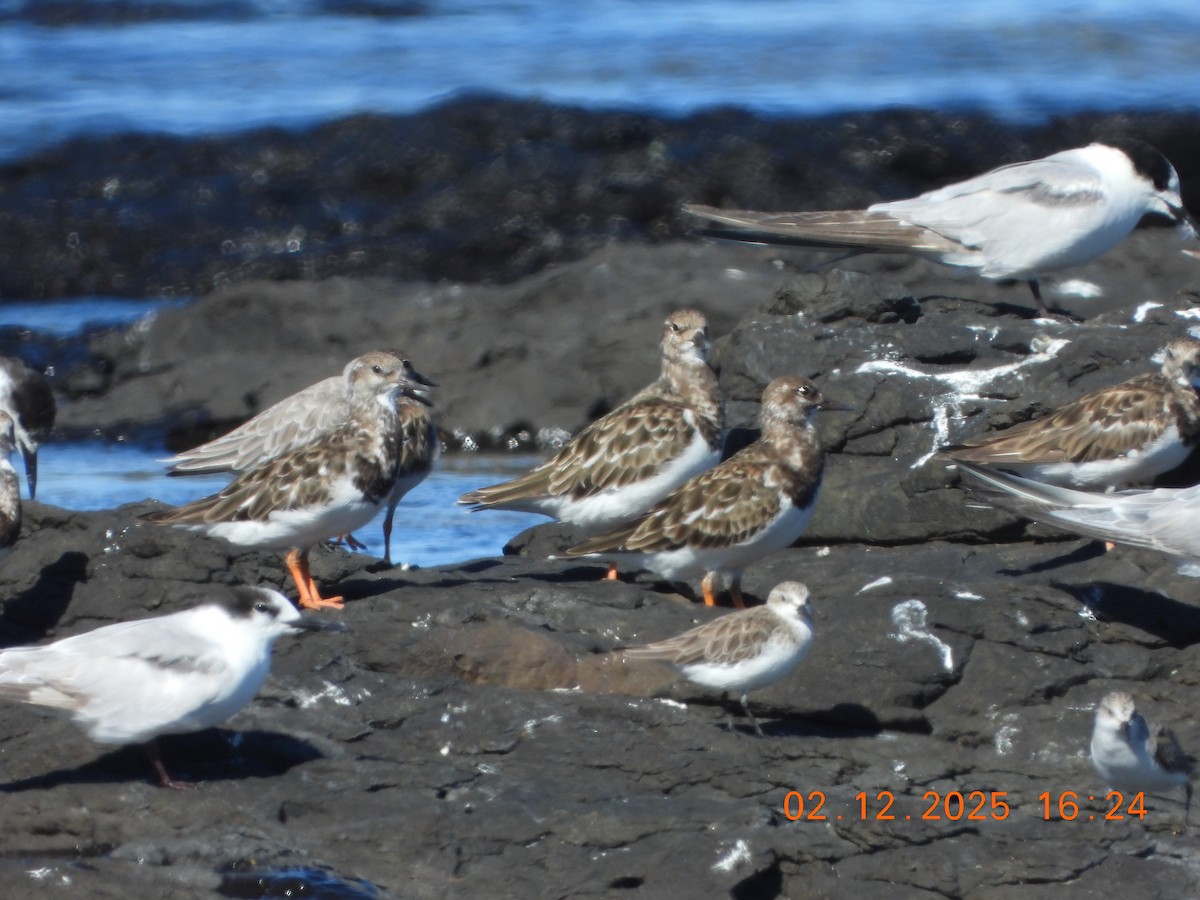 Vuelvepiedras Común - ML646764452
